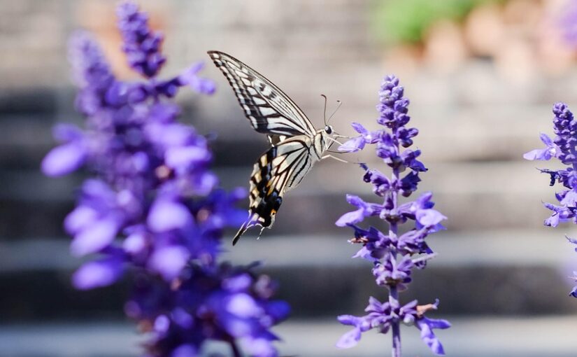 Der verzauberte Garten